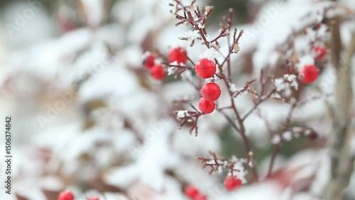 red berries covered with snow