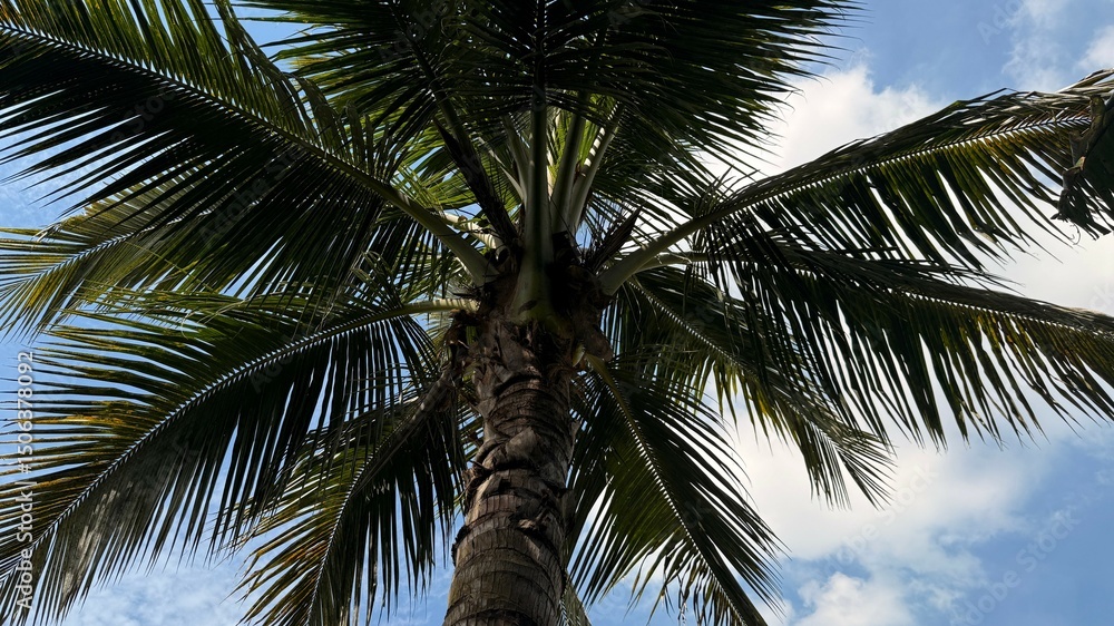 Fototapeta premium Towering tropical palm tree reaches toward the blue and white cloudy sky above