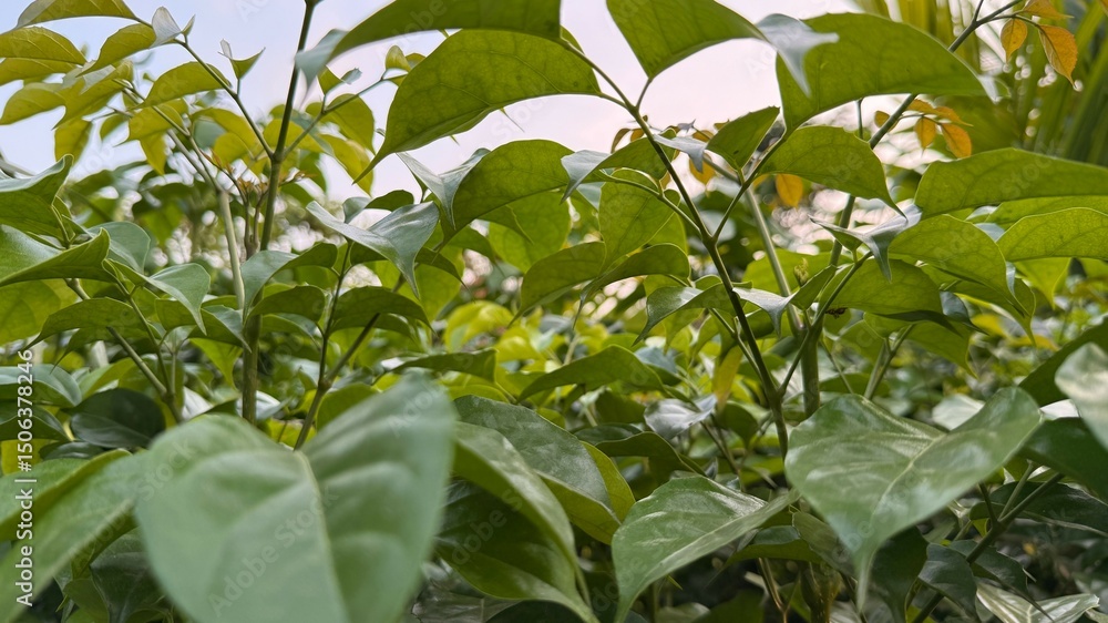 Fototapeta premium Upward angle shows vibrant green leaves and stems against the sky, creating natural textures