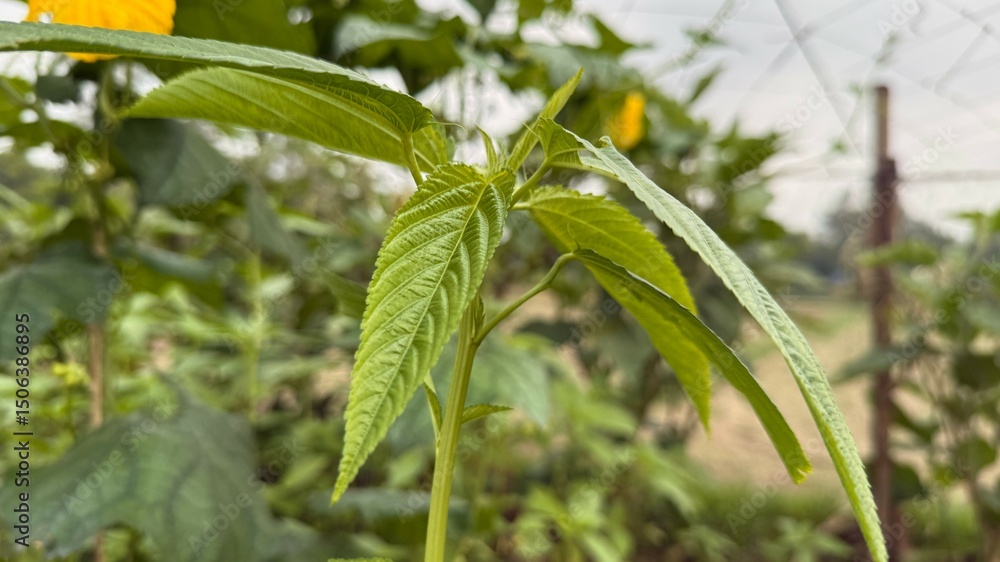 Obraz premium Fresh green leaves of jute plant sprout, displaying detailed textures and vibrant color