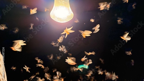 Moths fluttering around bright lightbulb create a captivating night with many little flying insects