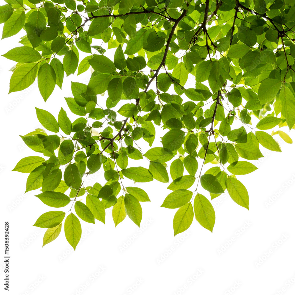 Obraz premium Fresh green tree branch with leaves isolated on a white background, perfect for spring and summer nature designs