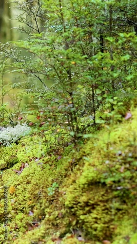 Wallpaper Mural Serene Forest Walk in New Zealand's Lush Wilderness Torontodigital.ca