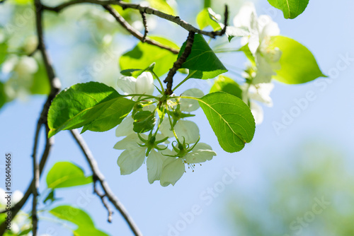 Wallpaper Mural blooming branch of an apple tree against the background of leaves, sunlight, and blue sky, apple blossom, it's time for flowering, Torontodigital.ca