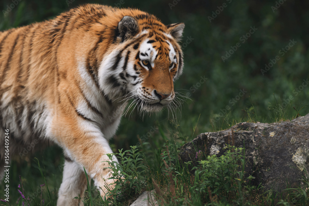 Naklejka premium a tiger walking through a lush green forest