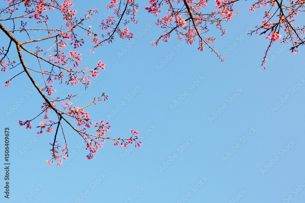 Beautiful blooming pink wild Himalayan Cherry flowers branch with blue sky in natural sunlight of sunny day on summer vibes. Copy space Beautiful blooming pink wild Himalayan Cherry flowers branch with blue sky in natural sunlight of sunny day on summer vibes. Copy space