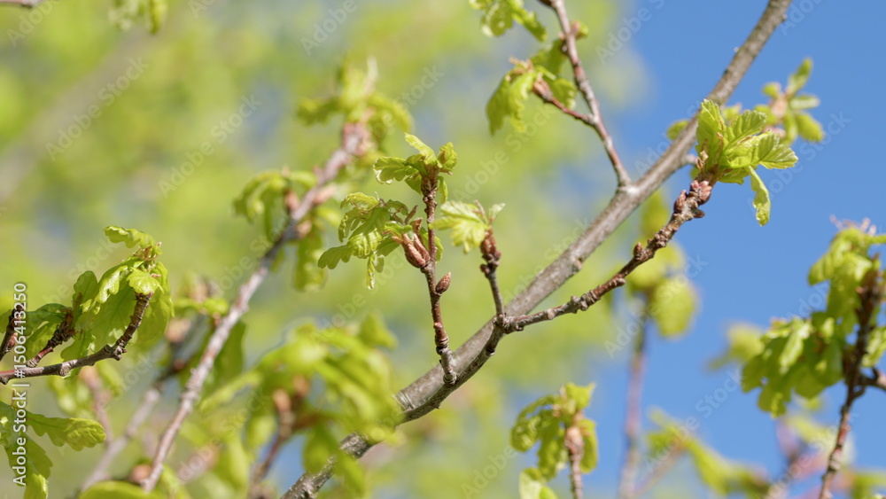 Fototapeta premium Lush Fresh Green Leaves on Branches Beautifully Displayed Against a Clear Blue Sky