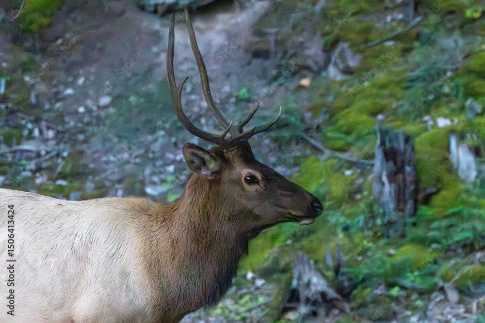 Fototapeta premium An elk in Canada