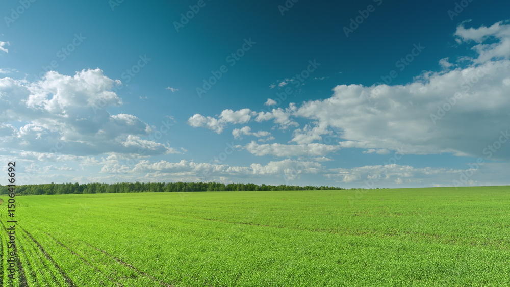Obraz premium A Vibrant and Lush Green Field Set Against a Clear Blue Sky Adorned with Fluffy White Clouds Time lapse.