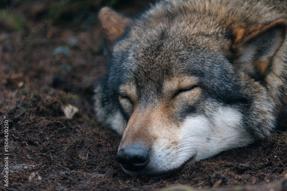 Fototapeta premium a wolf laying down in the dirt
