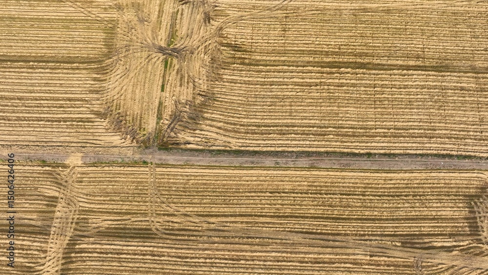 Fototapeta premium The aerial view captures the neat rows of harvested crops, where alternating patches of dried and green growth create a rhythmic pattern, showcasing the precision of modern farming techniques. 