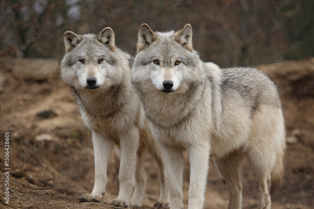 Fototapeta premium two gray wolfs standing on a dirt hill