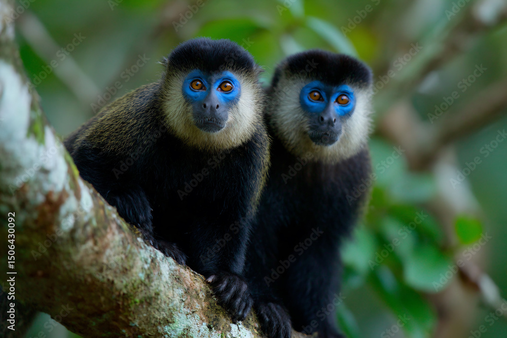Fototapeta premium two monkeys sitting on a tree branch with blue eyes