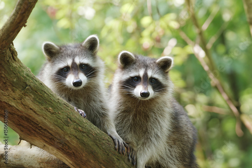 two raccoons are sitting on a tree branch
