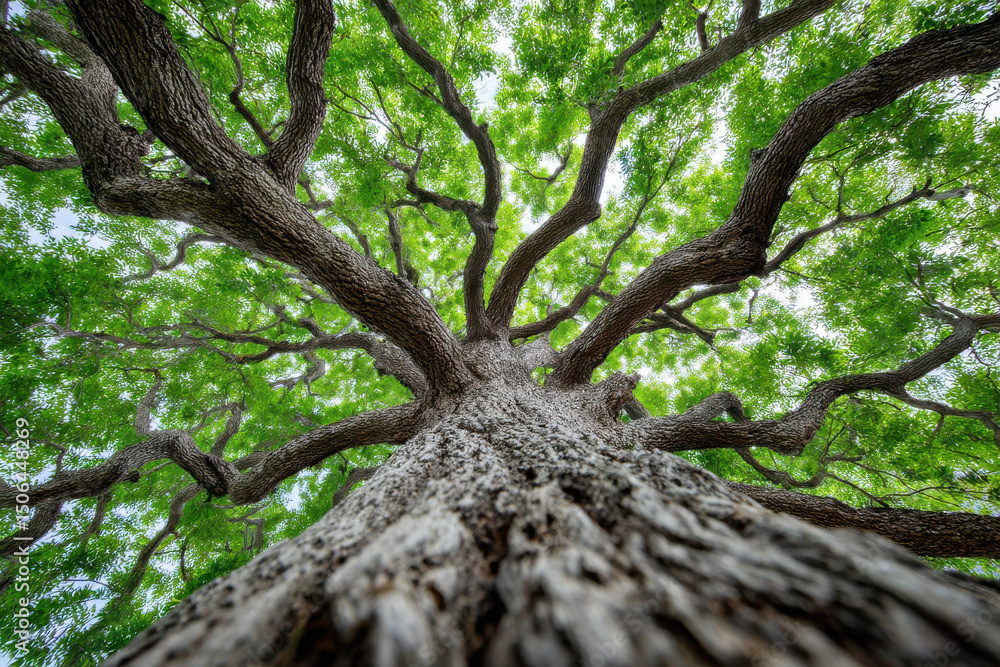 Fototapeta premium View looking up into lush green branches of large tree