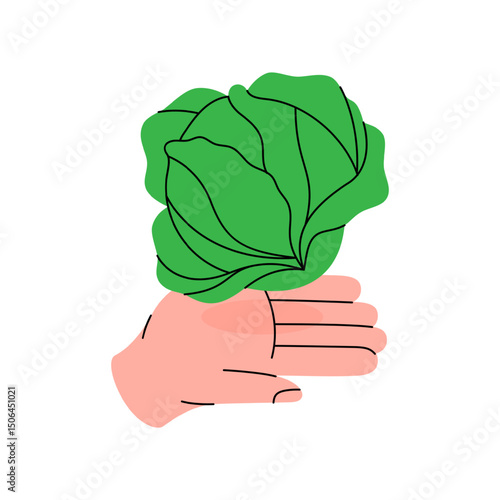 Hand holding a leafy green cabbage. Healthy eating, vegan food concept. Organic farm vegetable. Vector illustration.