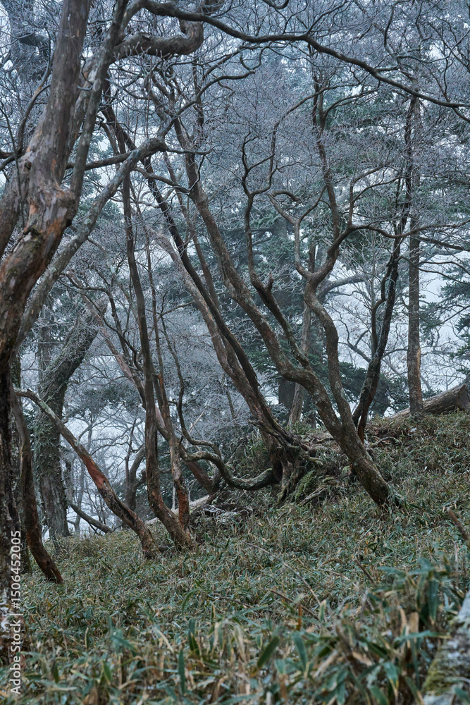 Fototapeta premium 雪山の風景