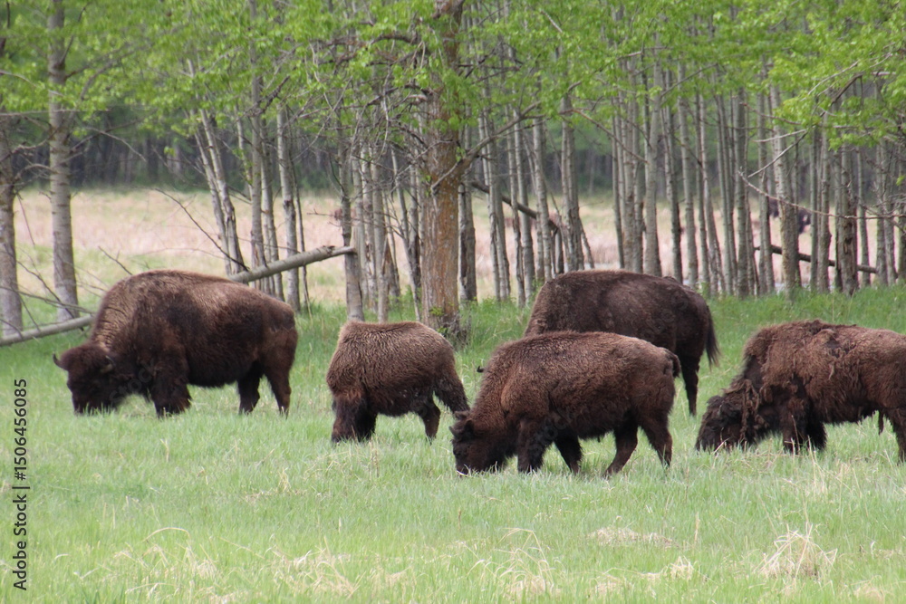 american bison american bison