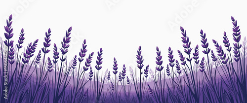 Purple Lavender Flowers Field Vector Illustration