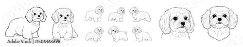 Vector outline of Maltese dog set