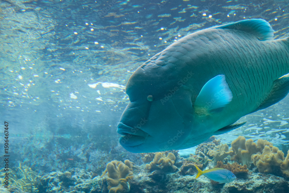 Naklejka premium The Okinawa Aquarium, featuring the world's largest acrylic panel, provides a world-class aquatic experience.