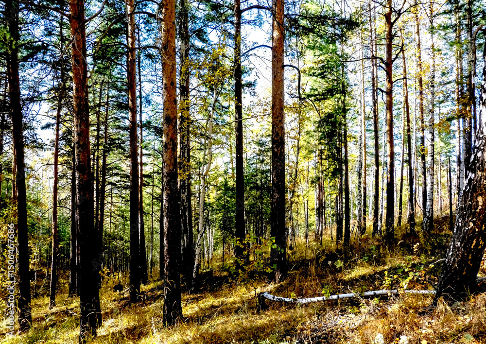 Obraz premium Autumn forest landscape in the early morning on a steep mountainside