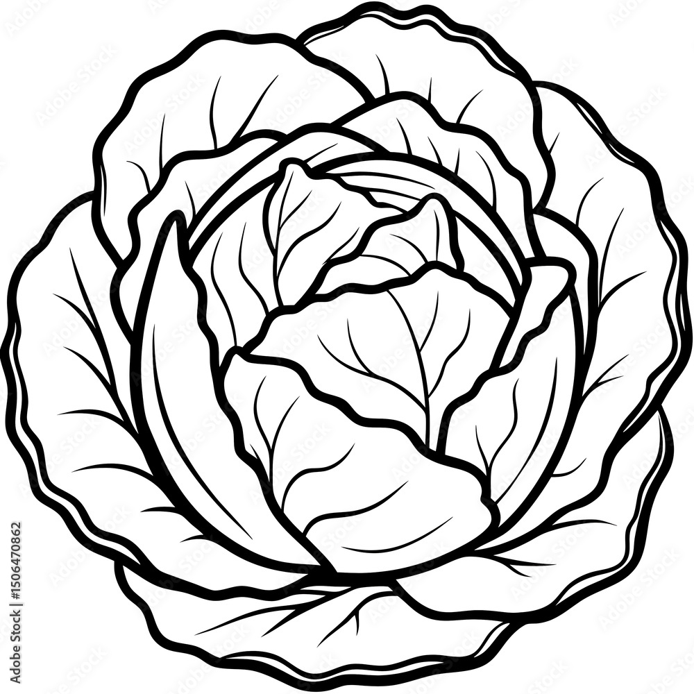 Obraz premium Black and White Cabbage Outline Vector Drawing