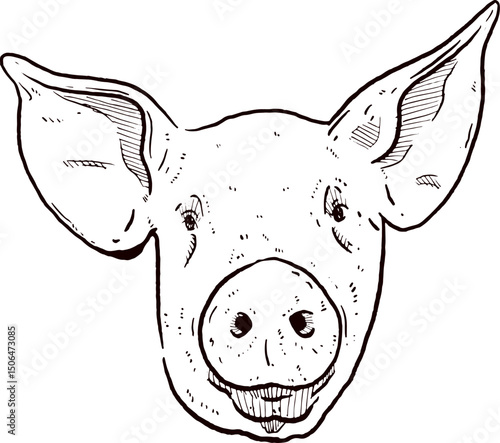 Face of a pig. pig head. Vector illustration of a pig. Sketch pig. Hand-drawn vector illustration