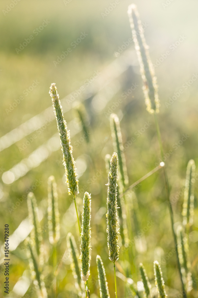 Close up of wild grass growing outside a fence Close up of wild grass growing outside a fence