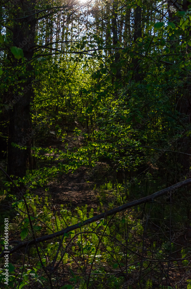 Obraz premium Sunlight filtering through fresh spring leaves onto awakening forest floor with ferns. Dappled light shines downward, low angle, tranquil mood, forest path, spring scene, concept of rebirth