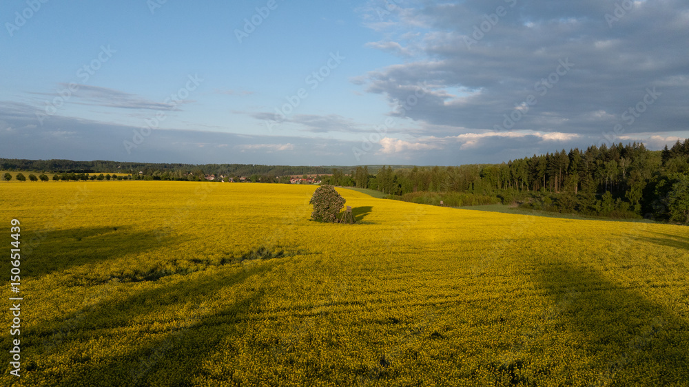 Obraz premium Rapsfeld im Abendlicht