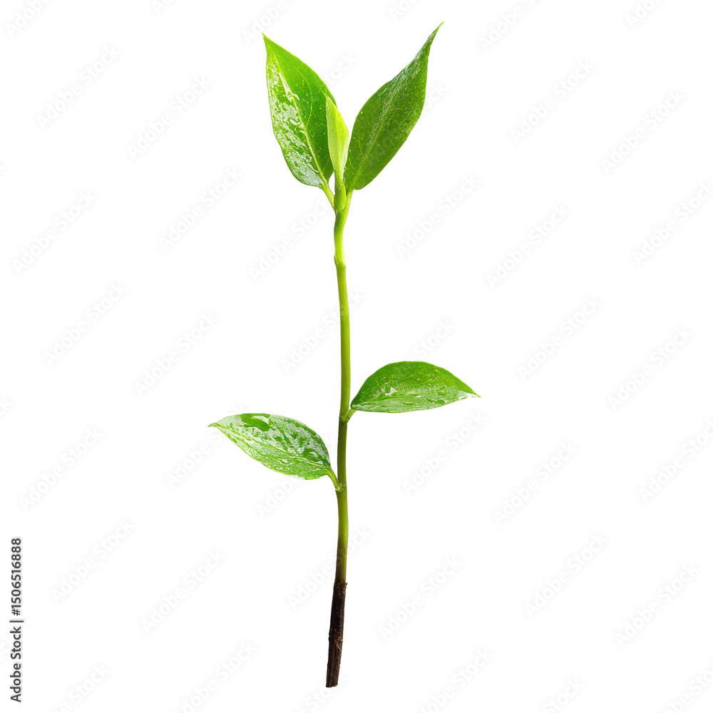 Obraz premium Young shoot symbolizes growth and renewal on a clean Transparent background illustrating the cycle of life, Young Shoot Symbol Growth and New Life on a PNG background