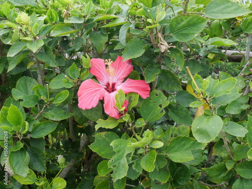 沖縄　ハイビスカス