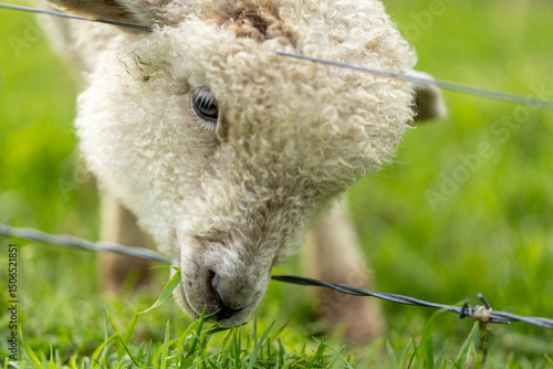 sheep eating grass