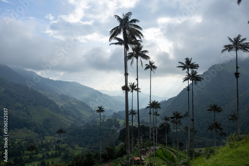palm trees on the mountain