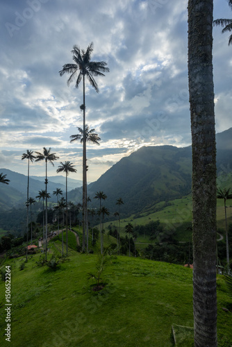 palm trees in the mountains