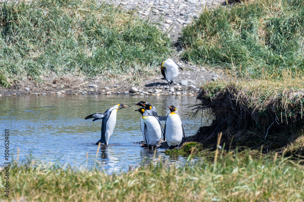 Fototapeta premium Outdoor scene depicting a King Penguin - Aptenodytes patagonicus- colony on Tierra de Fuego, in Southern Chile.