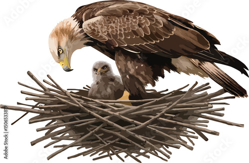 eagle bird with baby in nest premium quality