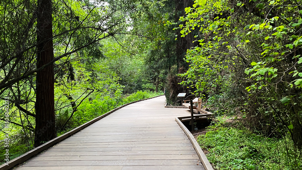 Fototapeta premium April 22 2023, Muir Woods National Monument Mill Valley, California USA, Boardwalk Trail Through Muir Woods Redwood Forest