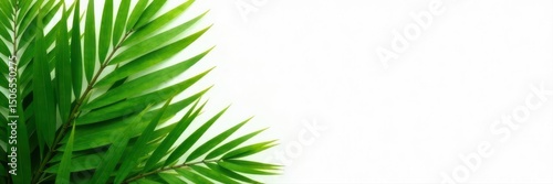 Vibrant green palm leaves arranged on white background,summer vibe , white, botanical