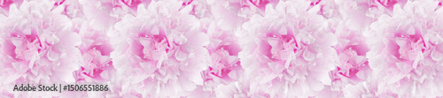 Panoramic pattern of Soft Pink Peony Blossoms in Full Bloom.