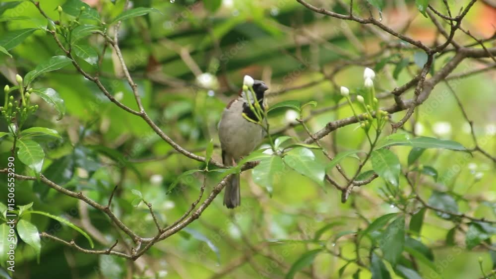 A small bird sits on a branch and rests naturally after the rain. A small bird sits on a branch and rests naturally after the rain.