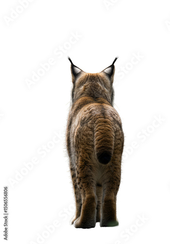 Lynx Back Wildlife Animal Furry Predator Snowy Transparent Background