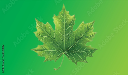 Green maple leaf closeup on various backgrounds showing natural details of foliage
