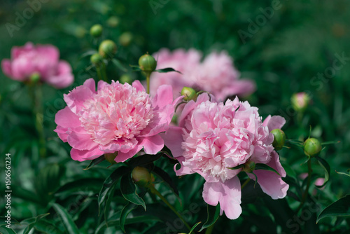 Close-Up of Pink Peonies Blooming in Lush Green Garden