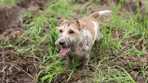 Wallpaper Mural A dirty dog stands in a puddle. Jack Russell plays in the mud in a rut from car wheels. A wet Pet in the park. Midges and mosquitoes fly over a terrier. Cloudy weather Torontodigital.ca