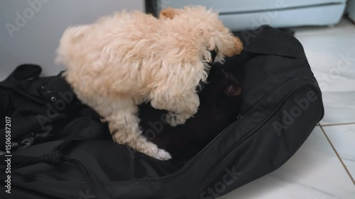 Curly puli puppy playfully pawing at russian blue kitten inside black bag, indoor kitchen floor setting, soft fur contrast, dynamic pet interaction moment, curious gaze and friendly vibe