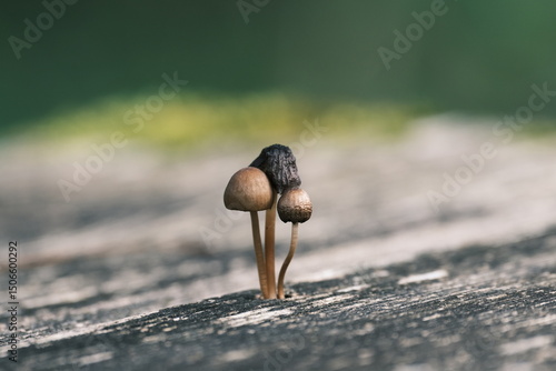 木製テーブルに生えた小さなキノコ