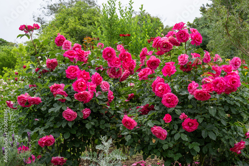 Wallpaper Mural 日出の春バラ Torontodigital.ca