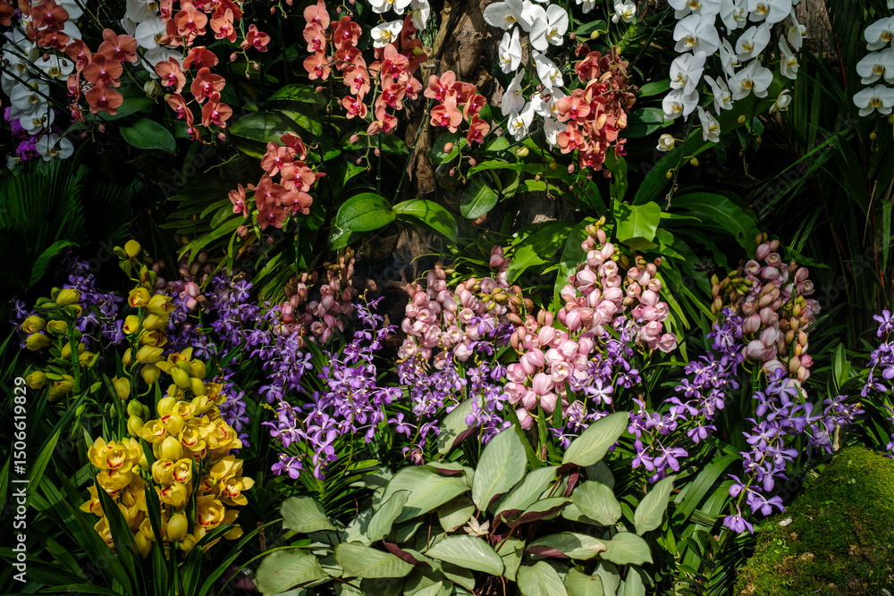 Fototapeta premium Beautiful various types of flowers botany in blooming in a garden. Natural background concept..